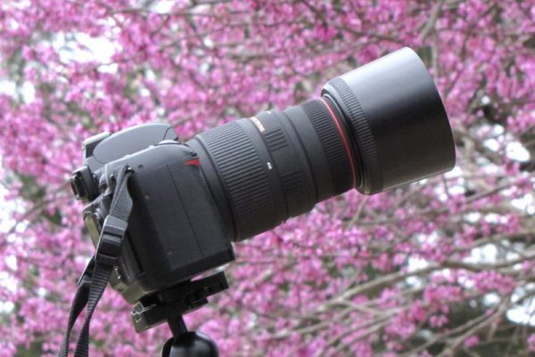 Sigma 70-300mm f/4-5.6 DG Macro Lens - Image 2